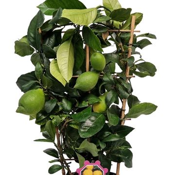 Citrus limon