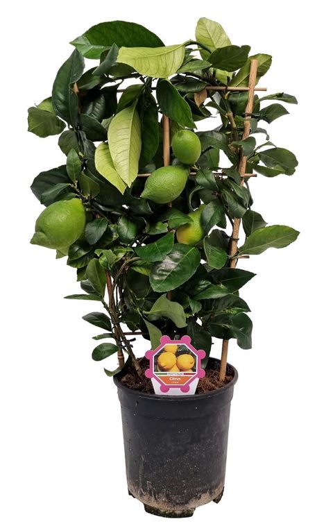 Citrus limon