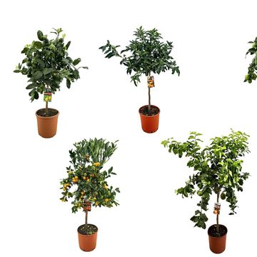 Citrus MIX