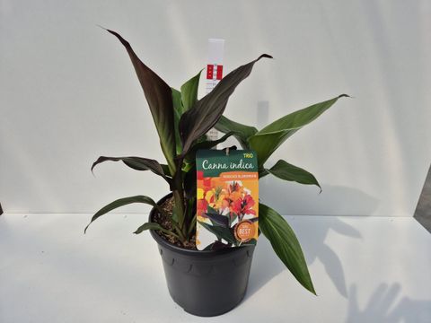 Canna MIX IN POT