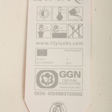 Lilium ORIENTAL HYBRID MIX