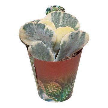 Cotyledon orbiculata 'Undulatum Variegata'