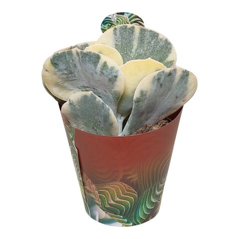 Cotyledon orbiculata 'Undulatum Variegata'