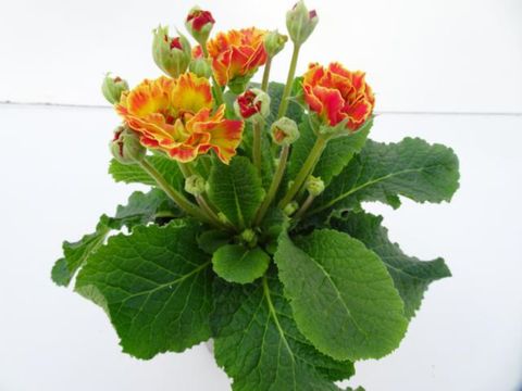 Primula vulgaris BELARINA MIX