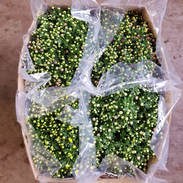 Chrysanthemum MIX