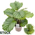 Calathea orbifolia