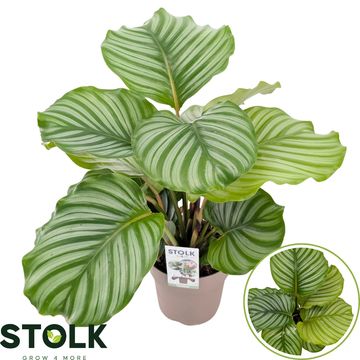 Calathea orbifolia