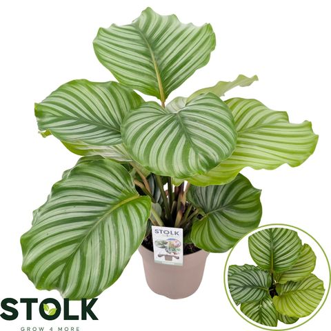 Calathea orbifolia