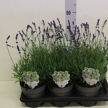 Lavandula angustifolia 'Hidcote'