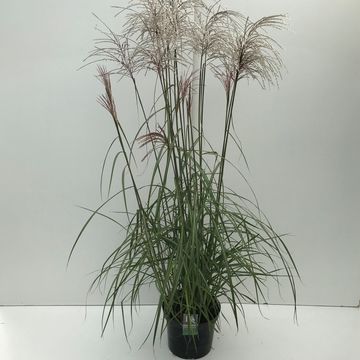 Miscanthus sinensis 'Malepartus'