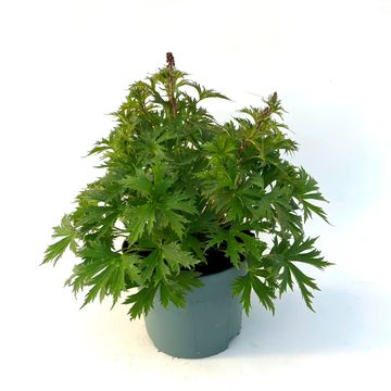 Aconitum 'Purple Sparrow'