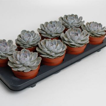 Echeveria minima