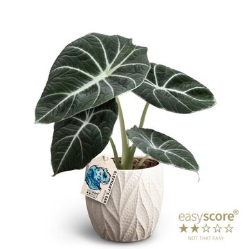 Alocasia 'Black Velvet'