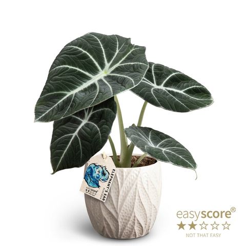 Alocasia 'Black Velvet'