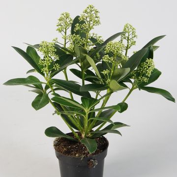 Skimmia japonica 'Finchy'