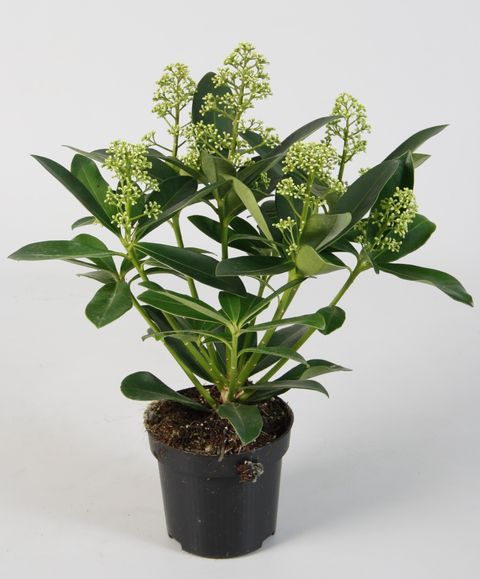 Skimmia japonica 'Finchy'