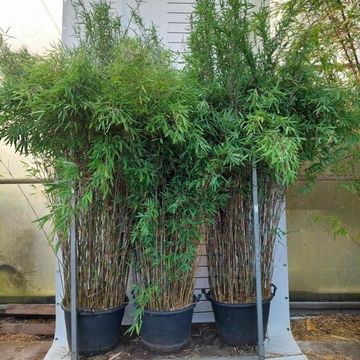 Fargesia nitida 'Black Pearl'