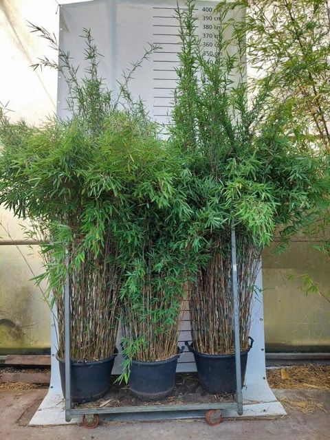 Fargesia nitida 'Black Pearl'