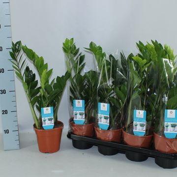 Zamioculcas zamiifolia