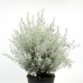 Eremophila nivea