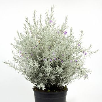 Eremophila nivea