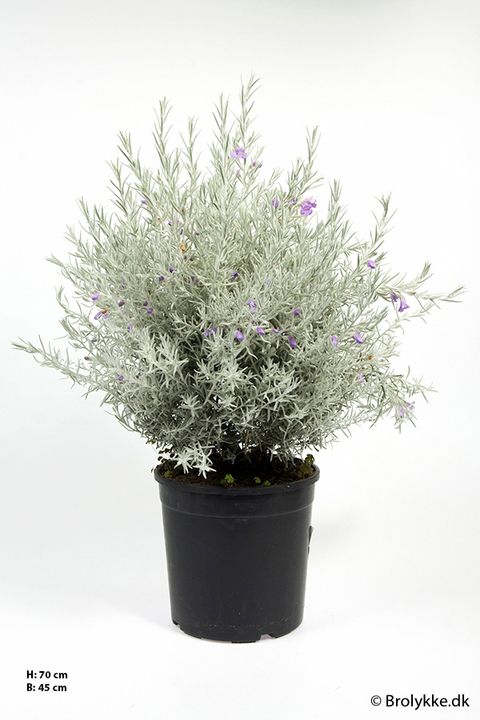 Eremophila nivea
