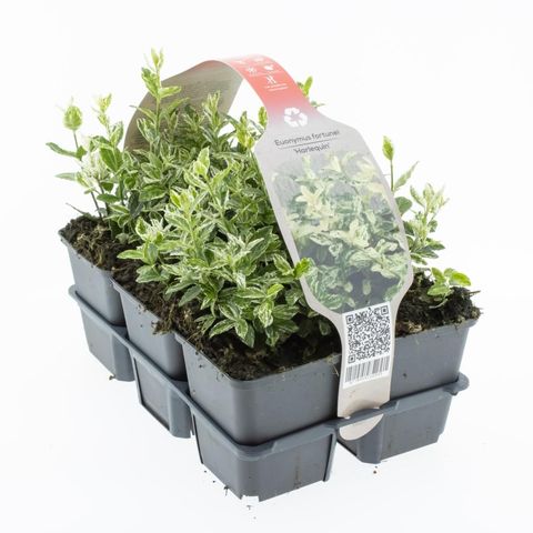 Euonymus fortunei 'Harlequin'