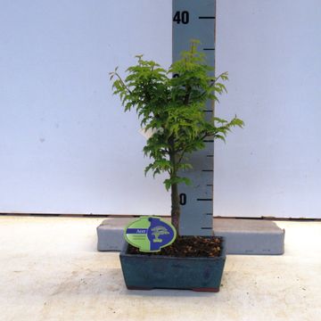 Acer palmatum 'Shishigashira'