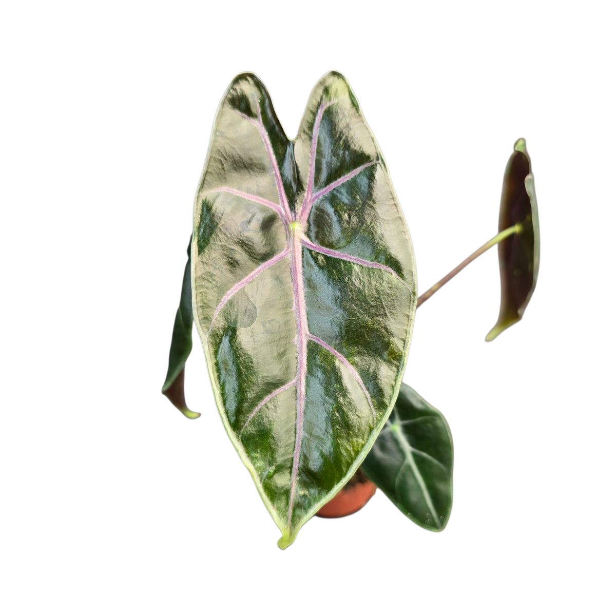 Alocasia longiloba PURPLE — Plant Wholesale FlorAccess