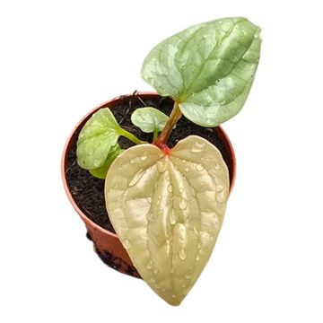 Anthurium luxurians