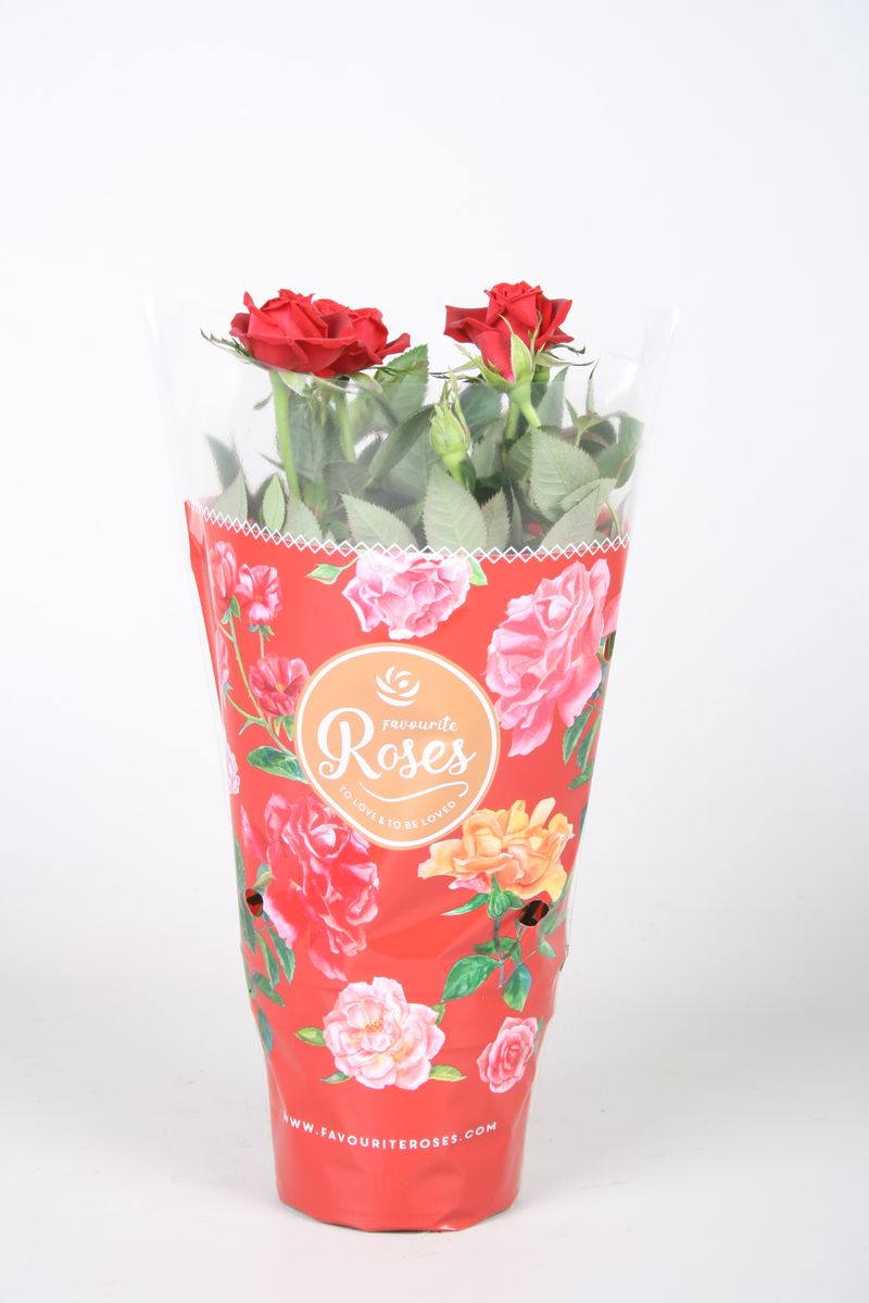 Rosa FAVOURITE ROSES RED — Plant Wholesale FlorAccess
