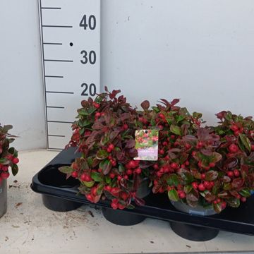 Gaultheria procumbens