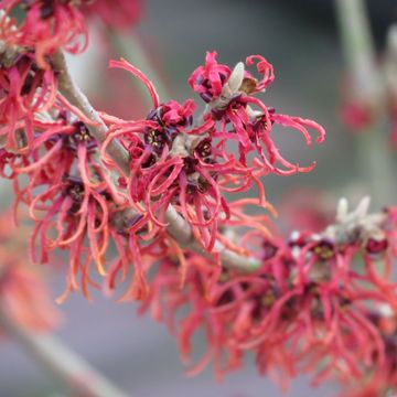 Hamamelis x intermedia 'Diane'