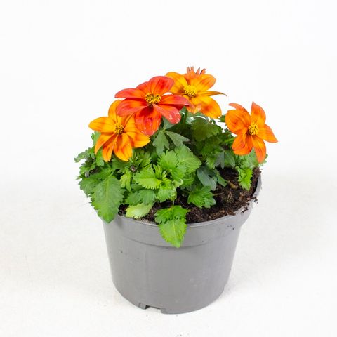 Bidens ferulifolia 'Ring of Fire'