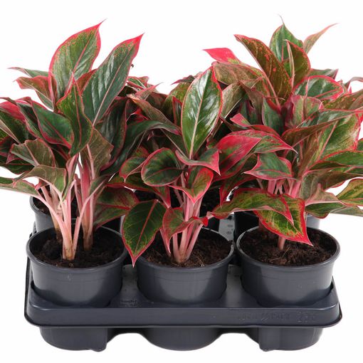 Aglaonema 'Siam Red Aurora'