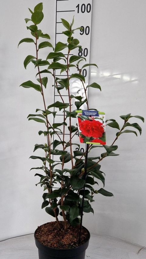 Camellia japonica 'Principessa Baciocchi'