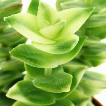 Crassula 'Pagoda Variegata'