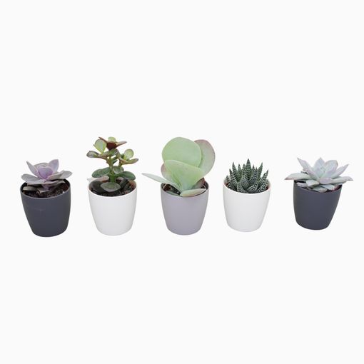 Succulents MIX