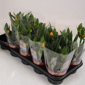 Ornithogalum dubium 'Little Bright Star'