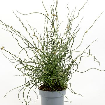 Juncus effusus spiralis