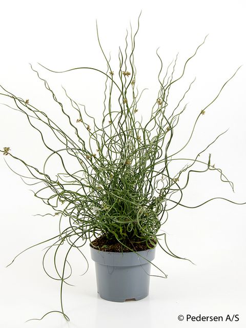 Juncus effusus spiralis