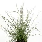 Juncus effusus spiralis