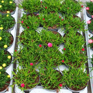 Delosperma SUNTROPICS PURPLE