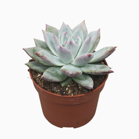 Echeveria colorata