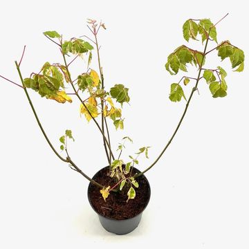 Acer negundo 'Flamingo'