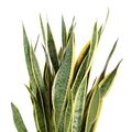 Sansevieria trifasciata 'Laurentii'