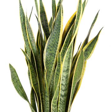 Sansevieria trifasciata 'Laurentii'