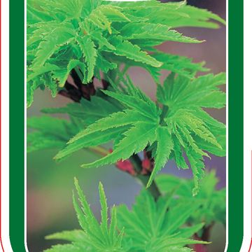 Acer palmatum 'Shishigashira'