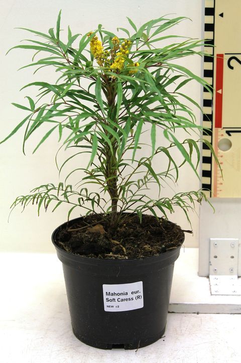 Mahonia eurybracteata 'Soft Caress'