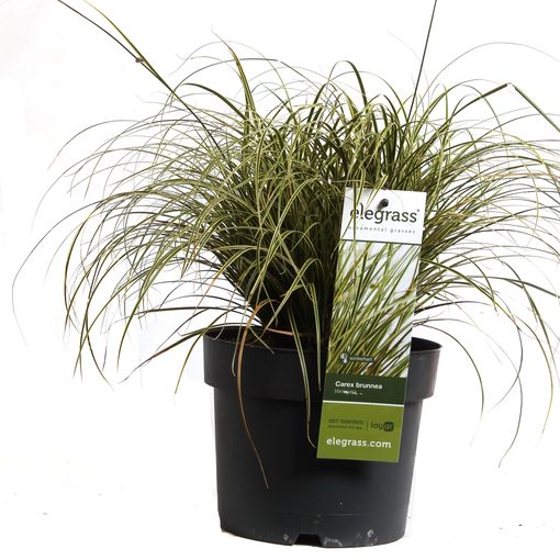Carex brunnea 'Variegata' (Hoogeveen Plants)